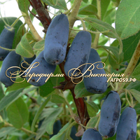 Жимолость СТРОУБЕРРИ СЕНСЕЙШН ("Strawberry Sensation" - "Земляничная Сенсация", Канада) (КРУПНОМЕР! ОГРОМНЫЙ КУСТ, УРОЖАЙ В ГОД ПОСАДКИ) Жимолость СТРОУБЕРРИ СЕНСЕЙШН ("Strawberry Sensation" - "Земляничная Сенсация", Канада) (КРУПНОМЕР! ОГРОМНЫЙ КУСТ, УРОЖАЙ В ГОД ПОСАДКИ)